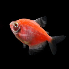 Тернеция оранжевая, аквариумная рыбка (4-5 см)