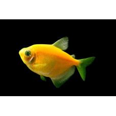 Тернеция желтая, аквариумная рыбка (4-5 см)