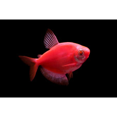 Тернеция розовая, аквариумная рыбка (4-5 см)