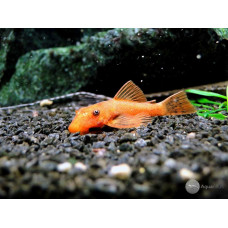 Сом оранжевый, аквариумная рыбка