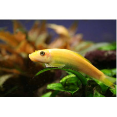Гиринохейлус, аквариумная рыбка ( до 12 см)