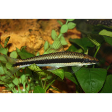 Сиамский водрослеед, аквариумная рыбка (до 12 см)