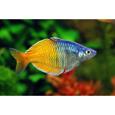Радужница боэсмана, аквариумная рыбка (8-11 см)