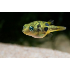 Тетрадон карликовый, аквариумная рыбка (2,5-3 см)