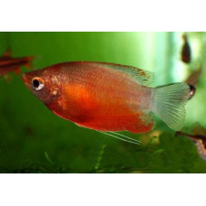 Гурами медовый красный, аквариумная рыбка (до 5 см)